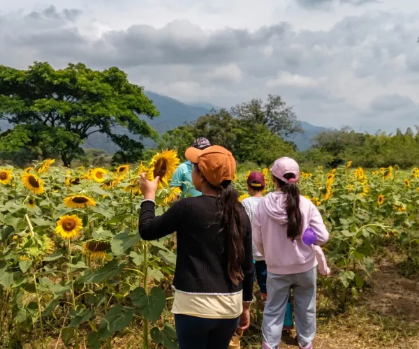 Estudiantes de Escuela Libre Jamundí caminando entre un cultivo de girasoles con montañas de fondo durante su salida pedagógica Waldorf.