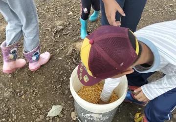 Detalle de un estudiante tomando granos de maíz de un balde para alimentar a los animales de la granja, experimentando el trabajo manual agrícola.