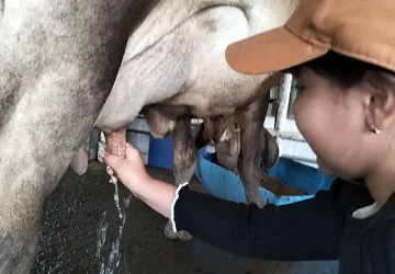 Niña de segundo grado sonriendo de alegría mientras aprende a ordeñar una vaca manualmente en una granja de Jamundí.
